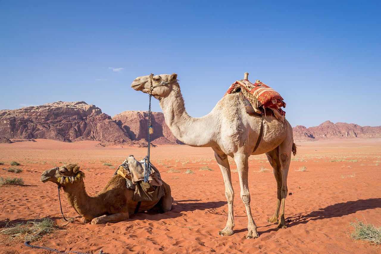 Matrouh Magic: Experience the Desert on a Camel - The Future of Camel Tourism in Matrouh